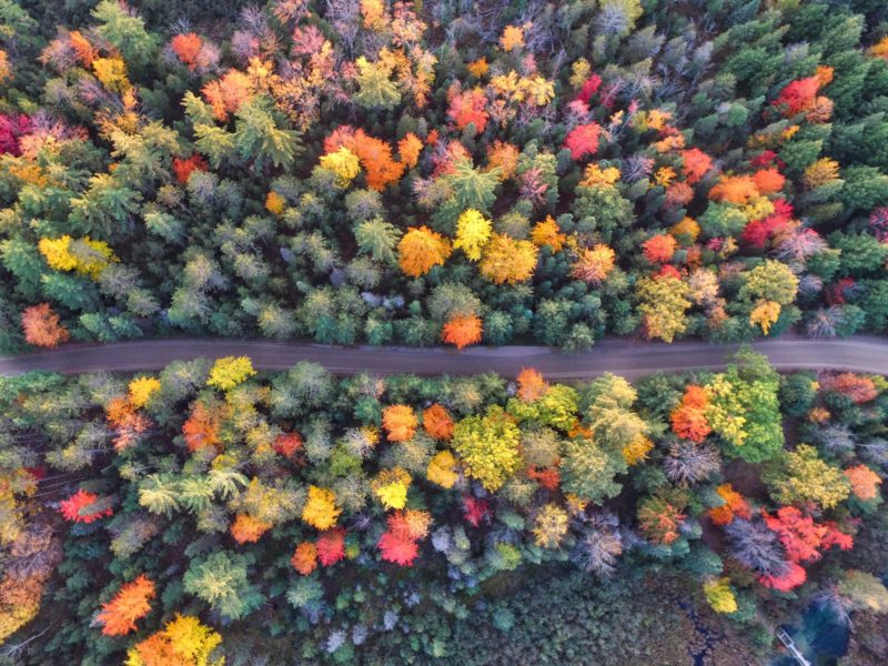 Blick aus der Vogelperspektive auf einen herbstlichen Wald